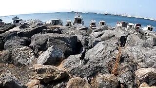 So many kittens are being abandoned that Cat Island is on the verge of being renamed Kitten Island.