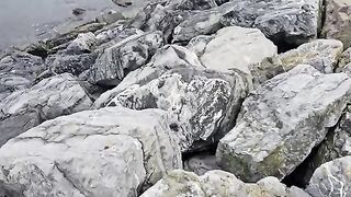 Beneath every rock along Istanbul’s shores, precious jewels are hidden — the stray cats.