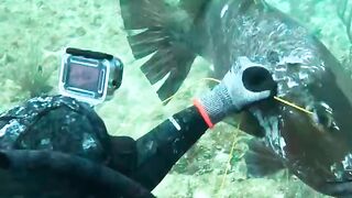 Underwater when fish back fight