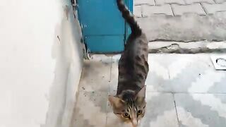 Love and feed stray cats; they are quiet creatures.