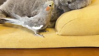 Bird vs cat funny