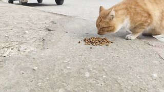 I fed a cute orange cat.