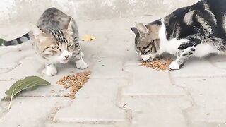 An overweight street cat that never leaves the same spot always waits in the same place.