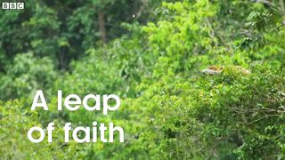 Leaping into a river infested with crocodiles, proboscis monkeys