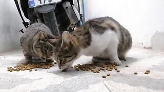 The two hungry stray cats have had their fill; bon appetite!