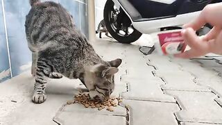 Street cats came up to me, meowing and asking for food.