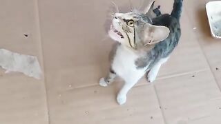 These three cats you see were very hungry, and they've all had their fill.