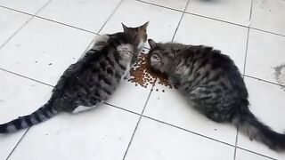 Enjoy your meal, my lovely cats!