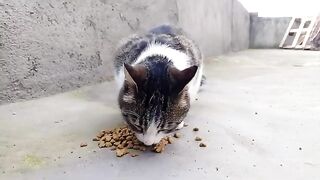 Enjoy your meal, little kitten.
