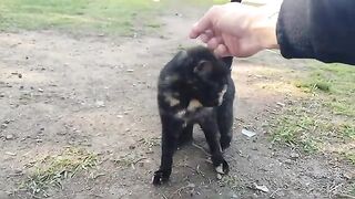I fed a piebald cat and a striped cat.
