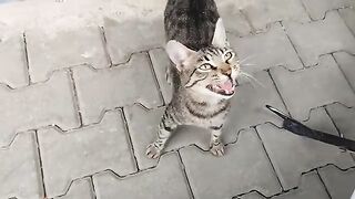street cats waiting for me on the street.