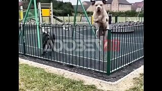 Ngeledek bentar, kabur lama.