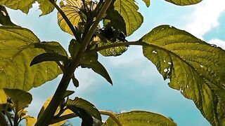 “Saat Matahari Menyapa Bayam dan Angin Menjawab”