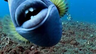 Hunting fish in underwater