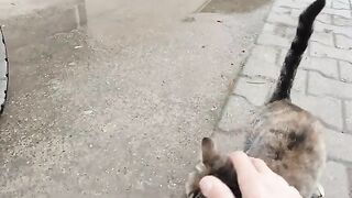 Feeding stray cats on a rainy day.