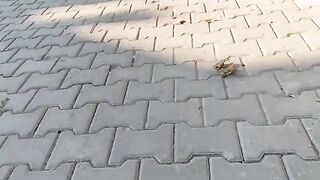 Whenever I go to the same place, the stray cats are waiting there.