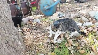 Street cats searching for food near the garbage dump.