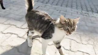 I love feeding my beautiful cats, bon appetite.