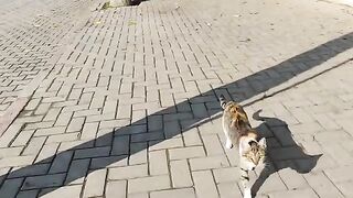 A piebald cat, a tabby cat, and an orange kitten were all fed.