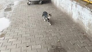 A chubby, cute street cat ate to its heart's content.