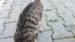 The cats that came to us were meowing because they were hungry, but now they've stopped meowing.