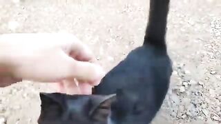 The black cat wants to be loved and is also hungry.