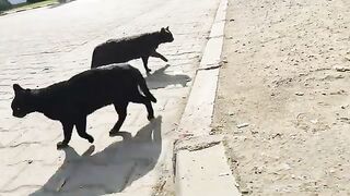 Two stray cats were hungry, now their bellies are full.