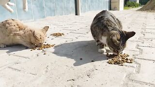 Street cats waiting at the door.