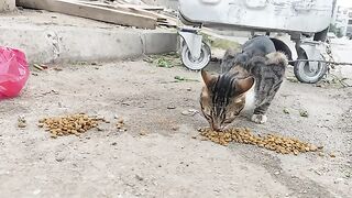Some cat food was left near the trash can for stray cats searching for food.
