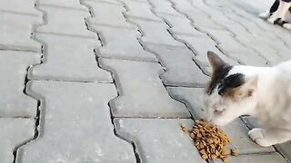 A white cat, a tuxedo cat, and a tabby cat ate together.