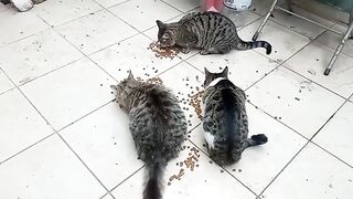 The stray cats in my garden were waiting for me; I fed them all.