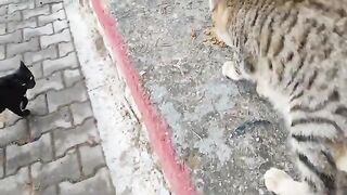 When the street cats heard my voice, they said, "She's calling us!" and came running.