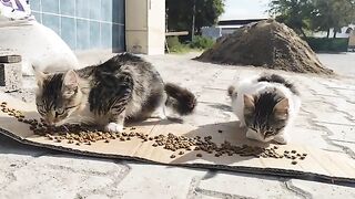 Please help the stray cats who are asking for your help.