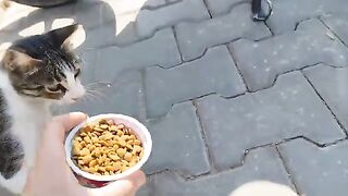 Two stray cats ate the food I gave them without fighting.