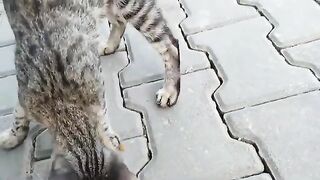 The stray cats waiting for me on the street must be very hungry because they are meowing.