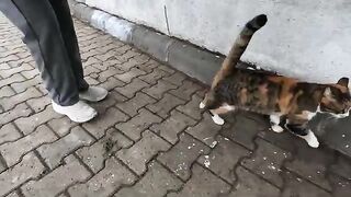 Calico cat who had a melodic meow and her friend were very hungry