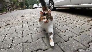 On a stormy day, we met a beautiful, fluffy calico cat