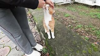 Two stray cats live in the same area but don't like each other at all