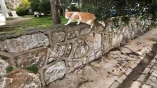 This adorable street cat greets us the same way every time