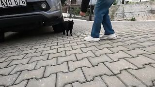 All three stray cats want to be petted at the same time