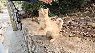 The orange cat seemed to miss me a lot.