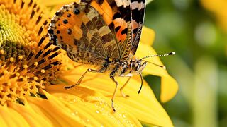 The Dancer on a Sunlit Petal