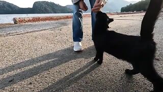 Young black cat keeps purring even when playing with me