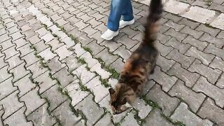 Stray cat grabs my hand with its paws as like says "I love you."