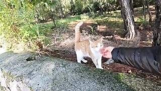 Cat with different colored eyes is asking us for food with its trilling meow