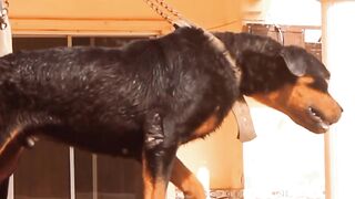 Who let the Dogs out? Walking