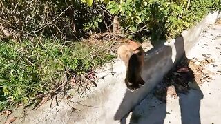 Calico cat is asking us for food with her melodic meows