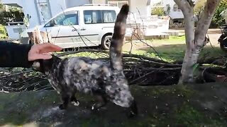 Clementine the cat can't stand me petting another cat