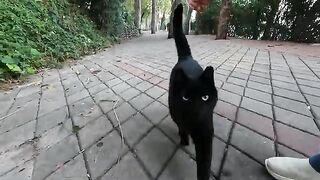 Black cat came running towards us, asking for food with its cute meows and purrs