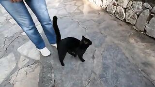 Stray cat suddenly jumped on me and started giving me a massage by purring